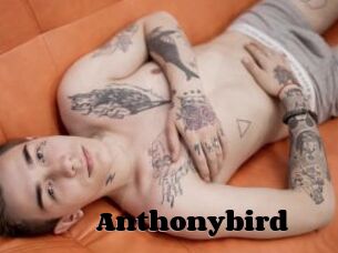 Anthonybird